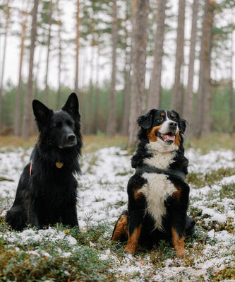 The Role of Diet in Canine Behavior