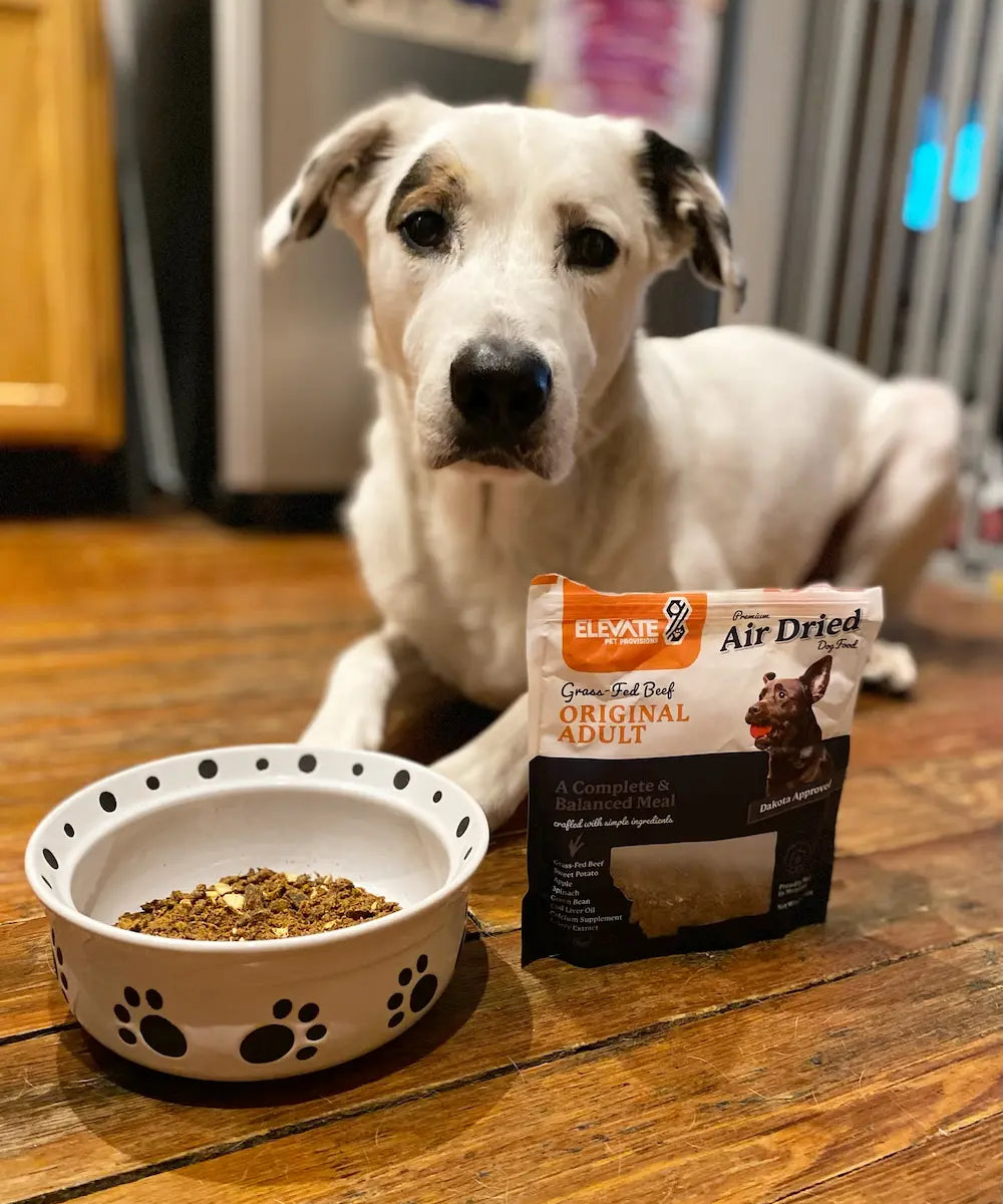 How The Dog Gut Health-Brain Connection Impacts Their Mental Health