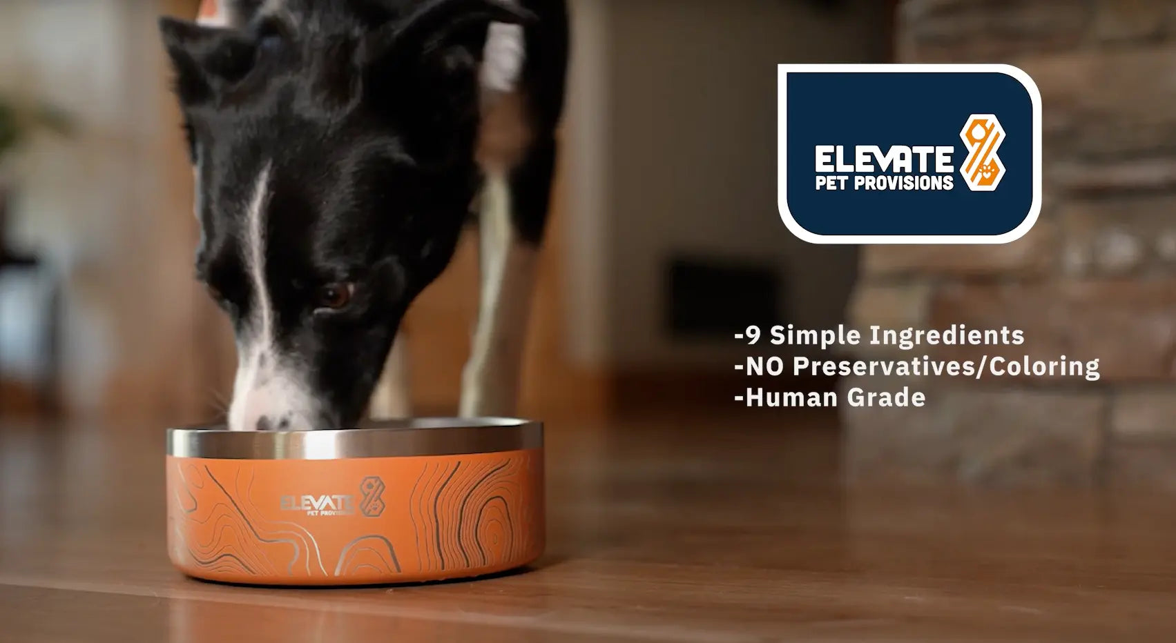 What Is Human-Grade Dog Food – and Why It Matters