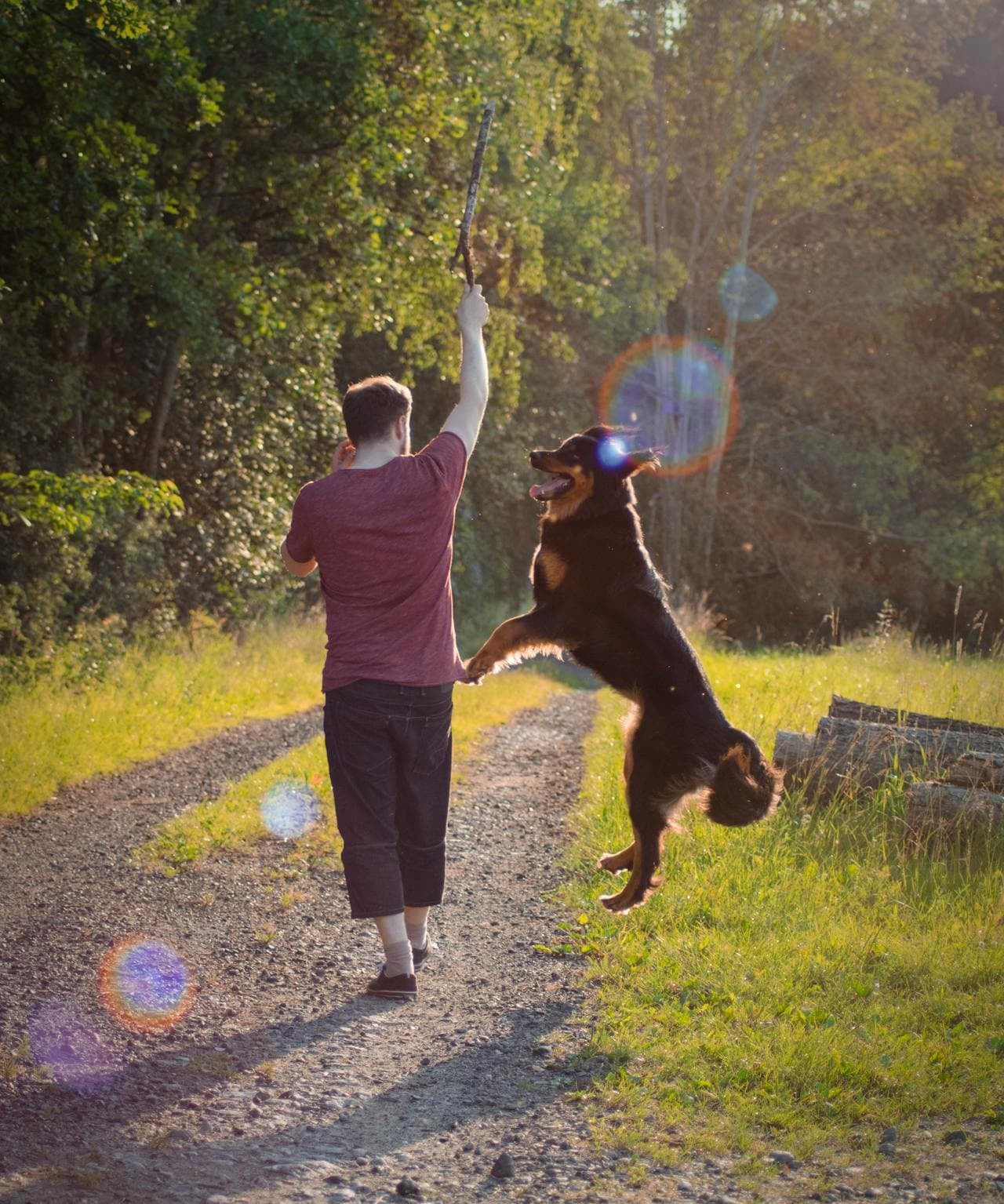 Starting Your Dog on the Right Paw in 2025