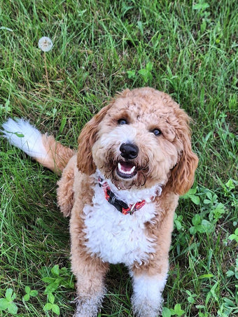 dog background