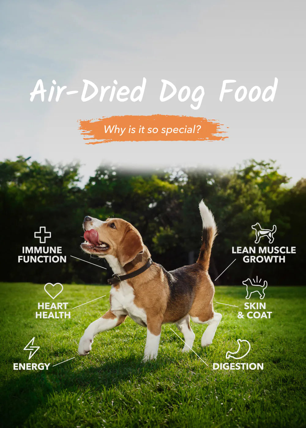 Air-Dried Dog Food - Why is it so special? - Immune Function - Heart Health - Energy - Lean Muscle Growth - Skin & Coat - Digestion