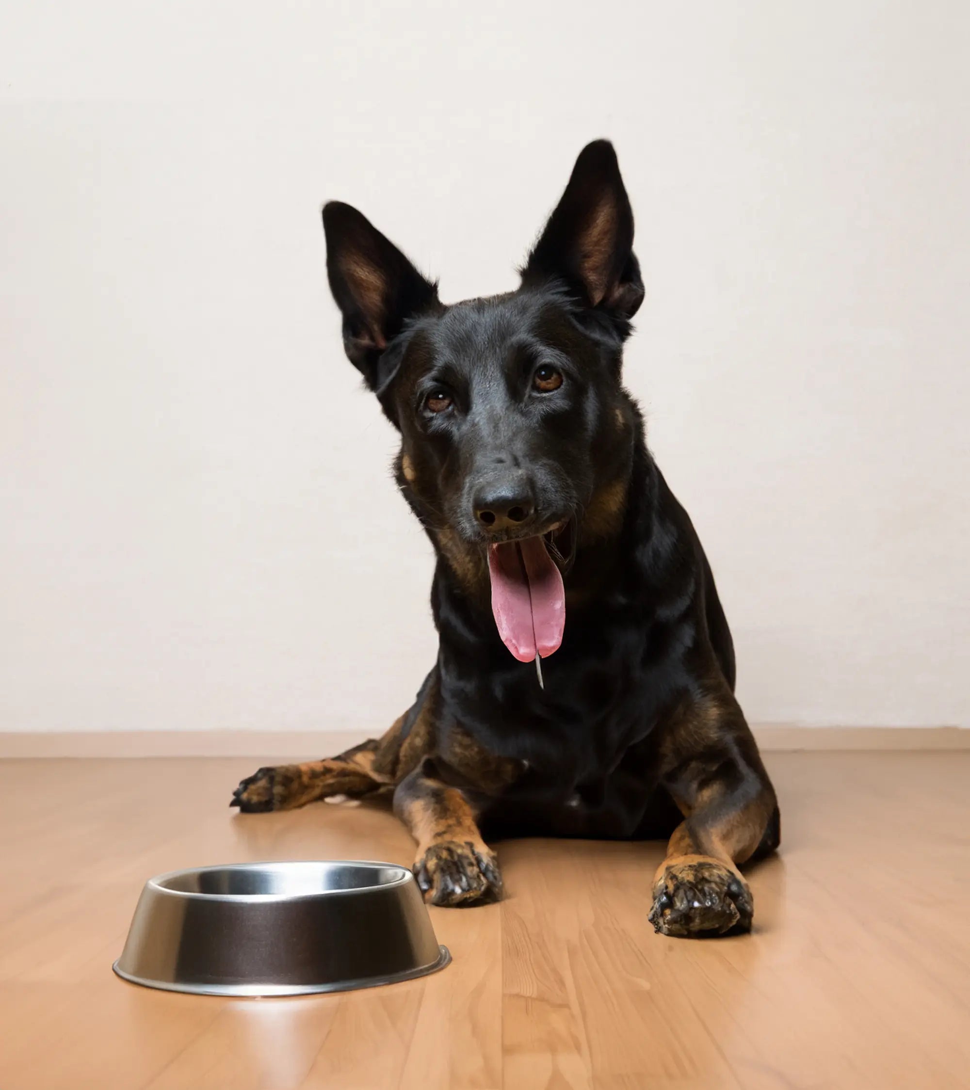 dog-with-empty-bowl.webp