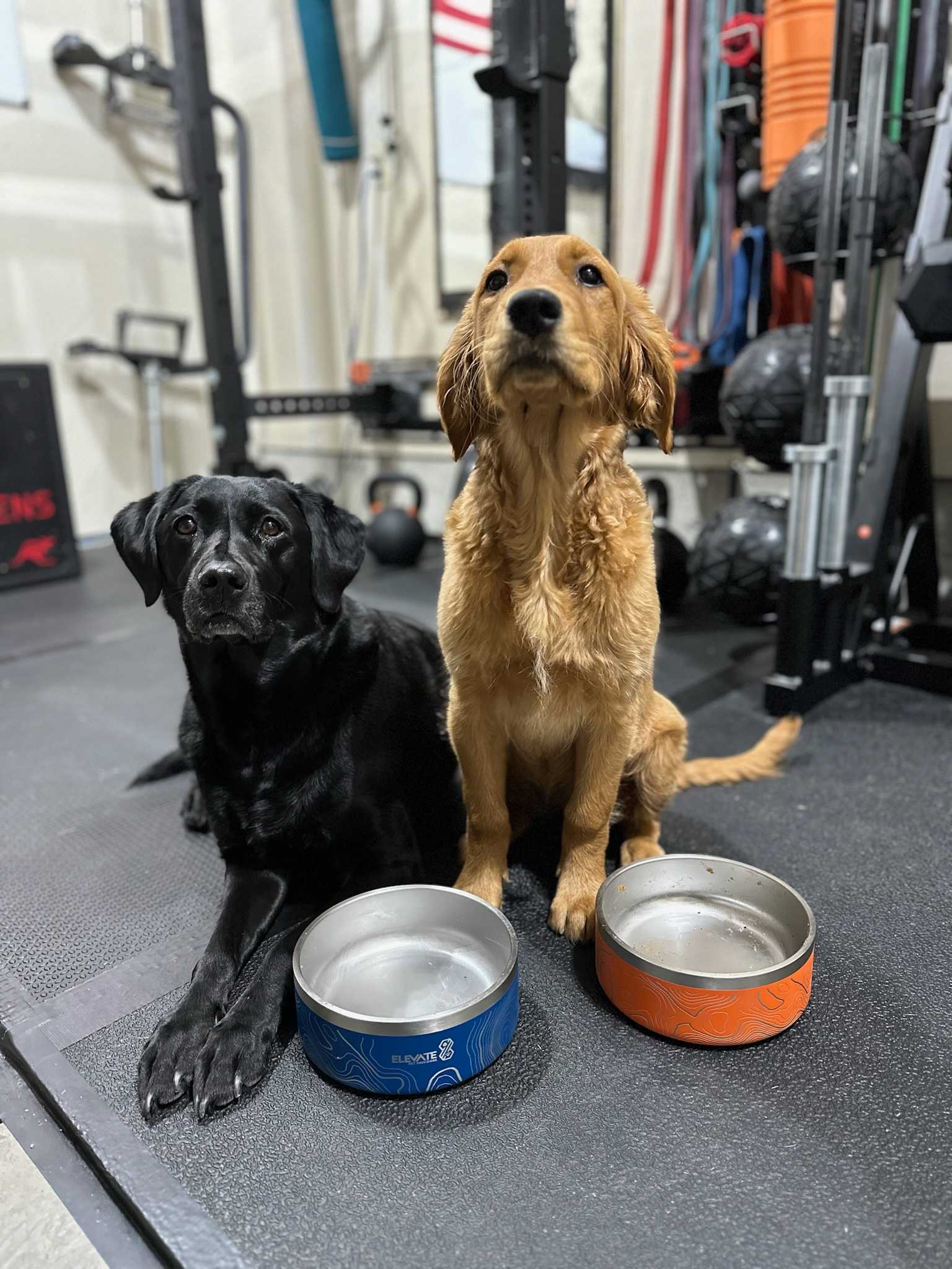elevate-dog.jpg