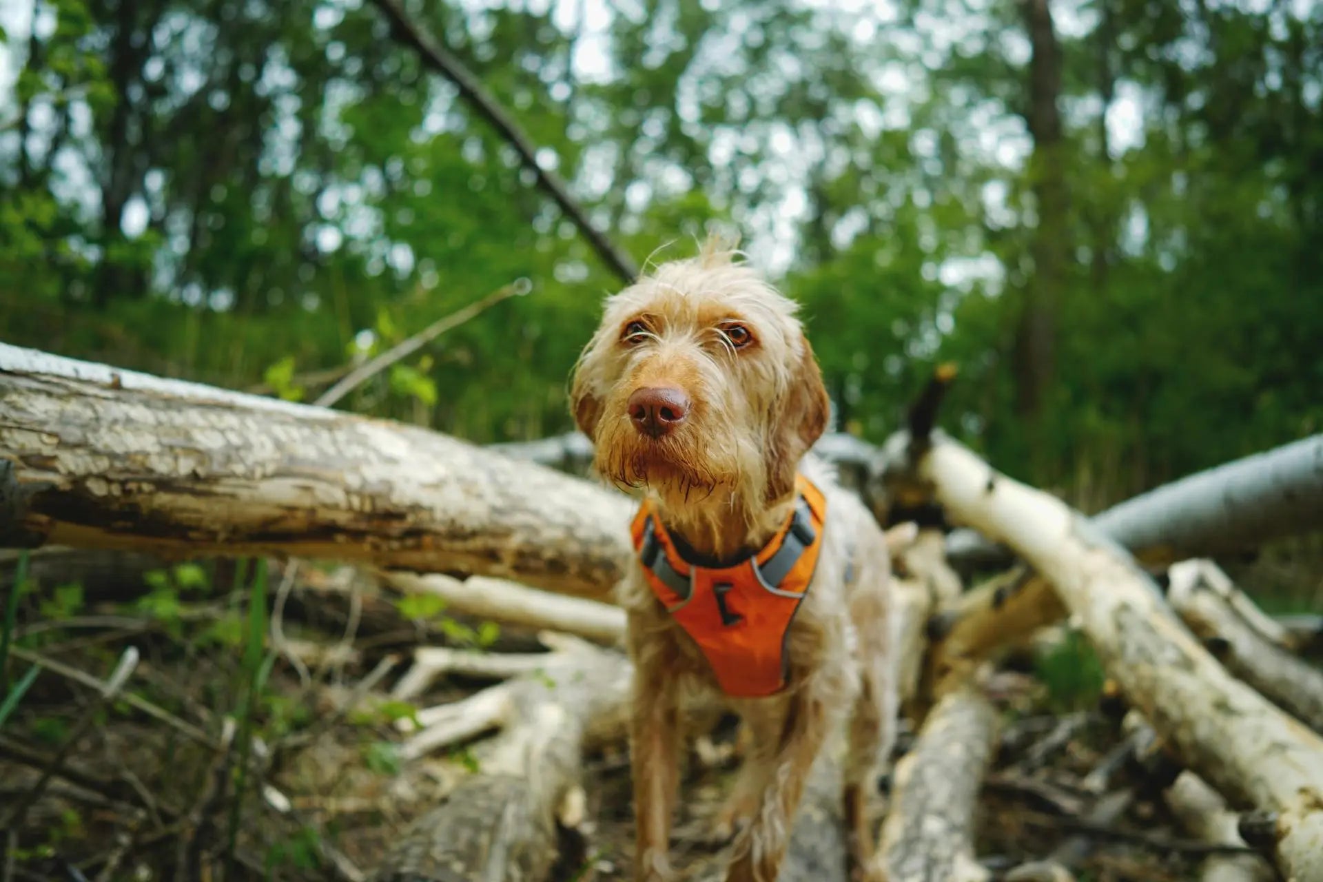 nature-dog-lifestyle-bg.webp