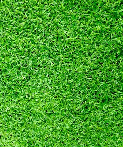 grass