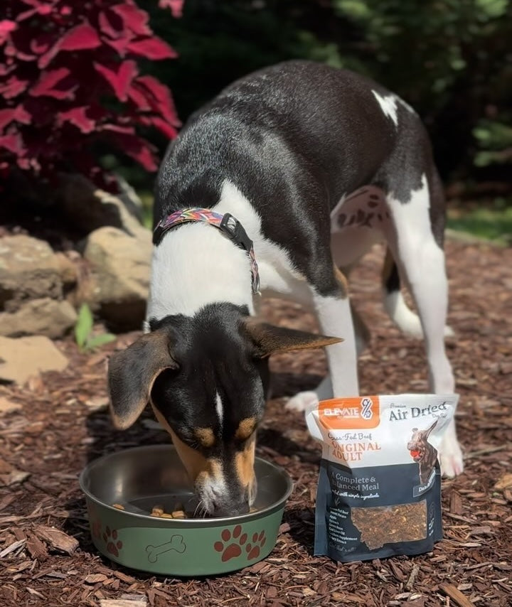 Is Air-Dried-Right Blog Image - Elevate Air-Dried Dog Food