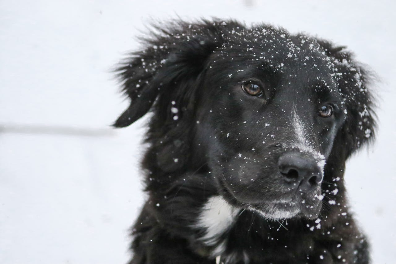 Outdoor Fun and Winter Activities for Dogs