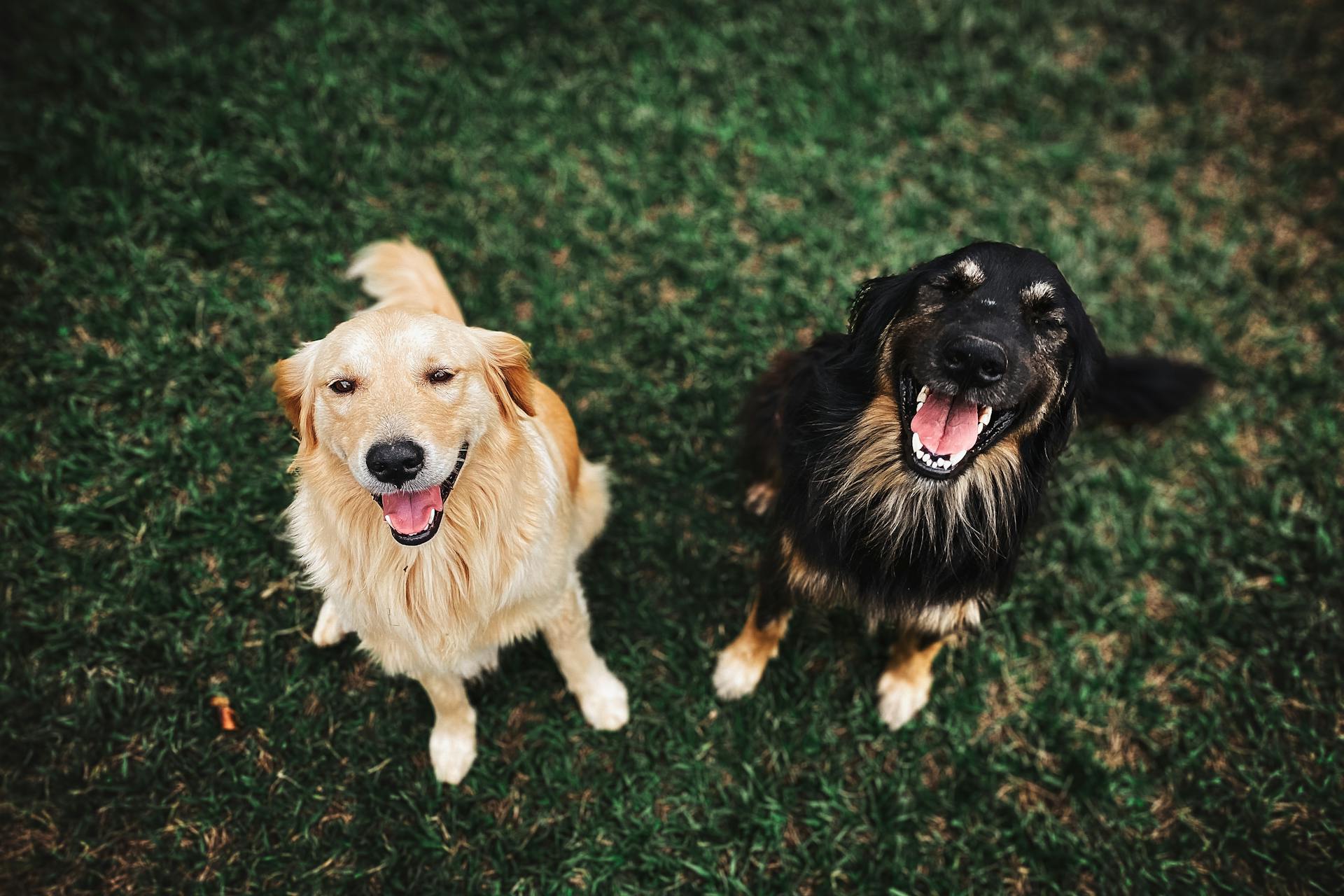 Dog Digestive System: How Dogs and Humans Process Food Differently