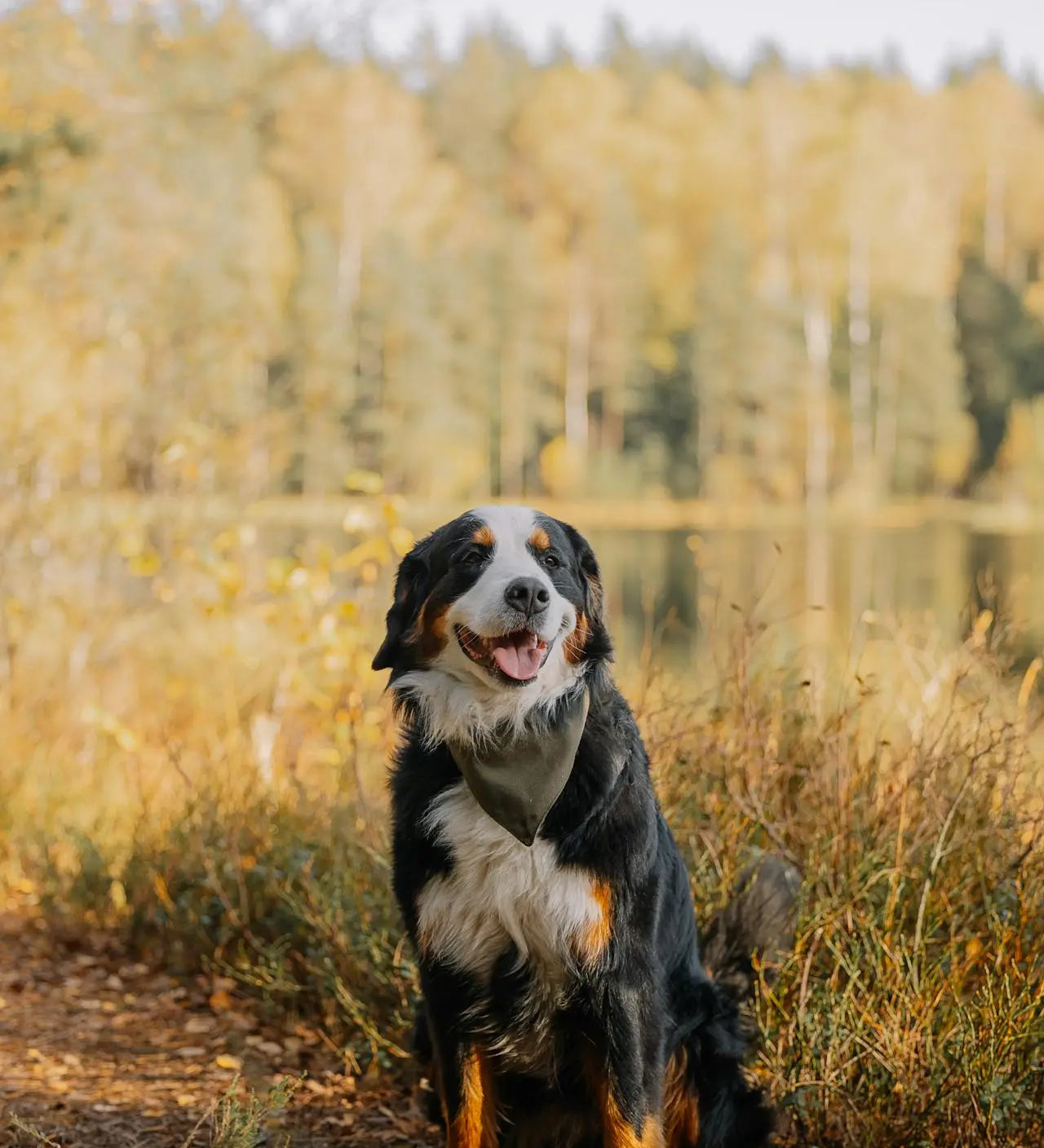 Organ Meat for Dogs: Why It’s Beneficial and How to Feed It Safely