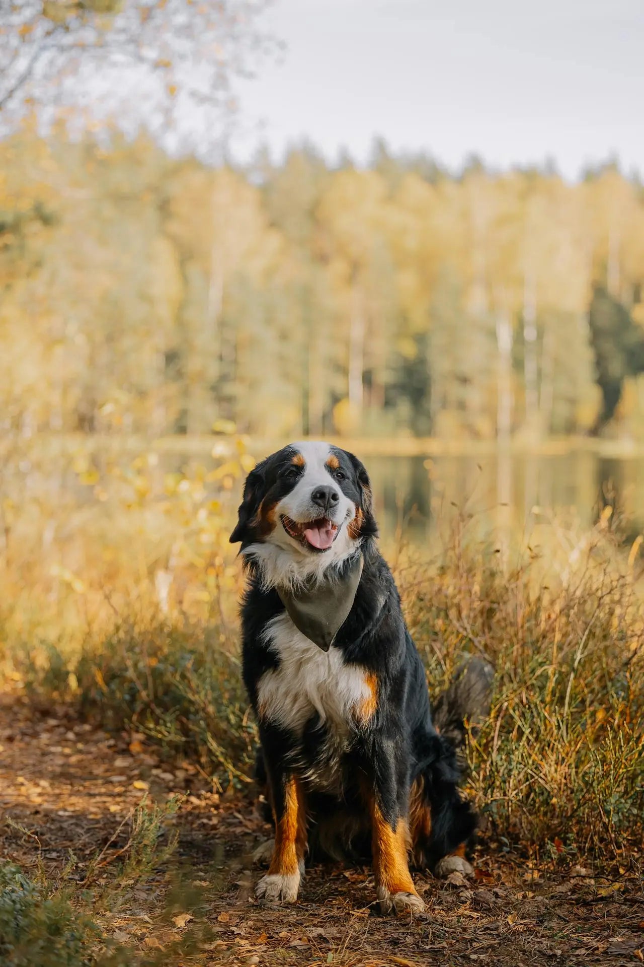 Organ Meat for Dogs: Why It’s Beneficial and How to Feed It Safely