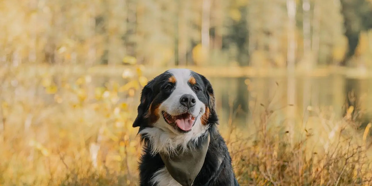 Organ Meat for Dogs: Why It’s Beneficial and How to Feed It Safely